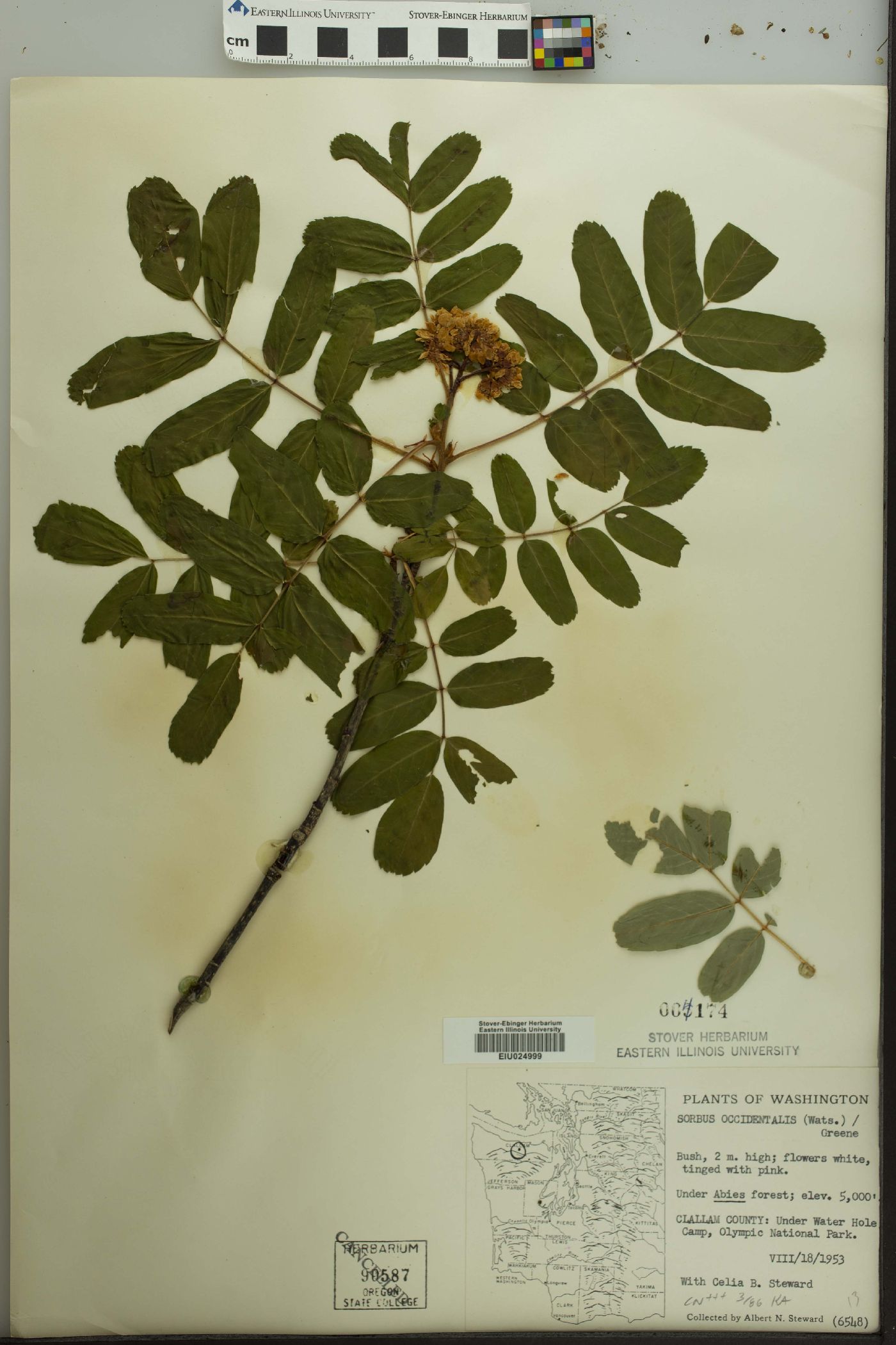 Sorbus sitchensis subsp. grayi image