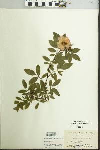 Rosa palustris image