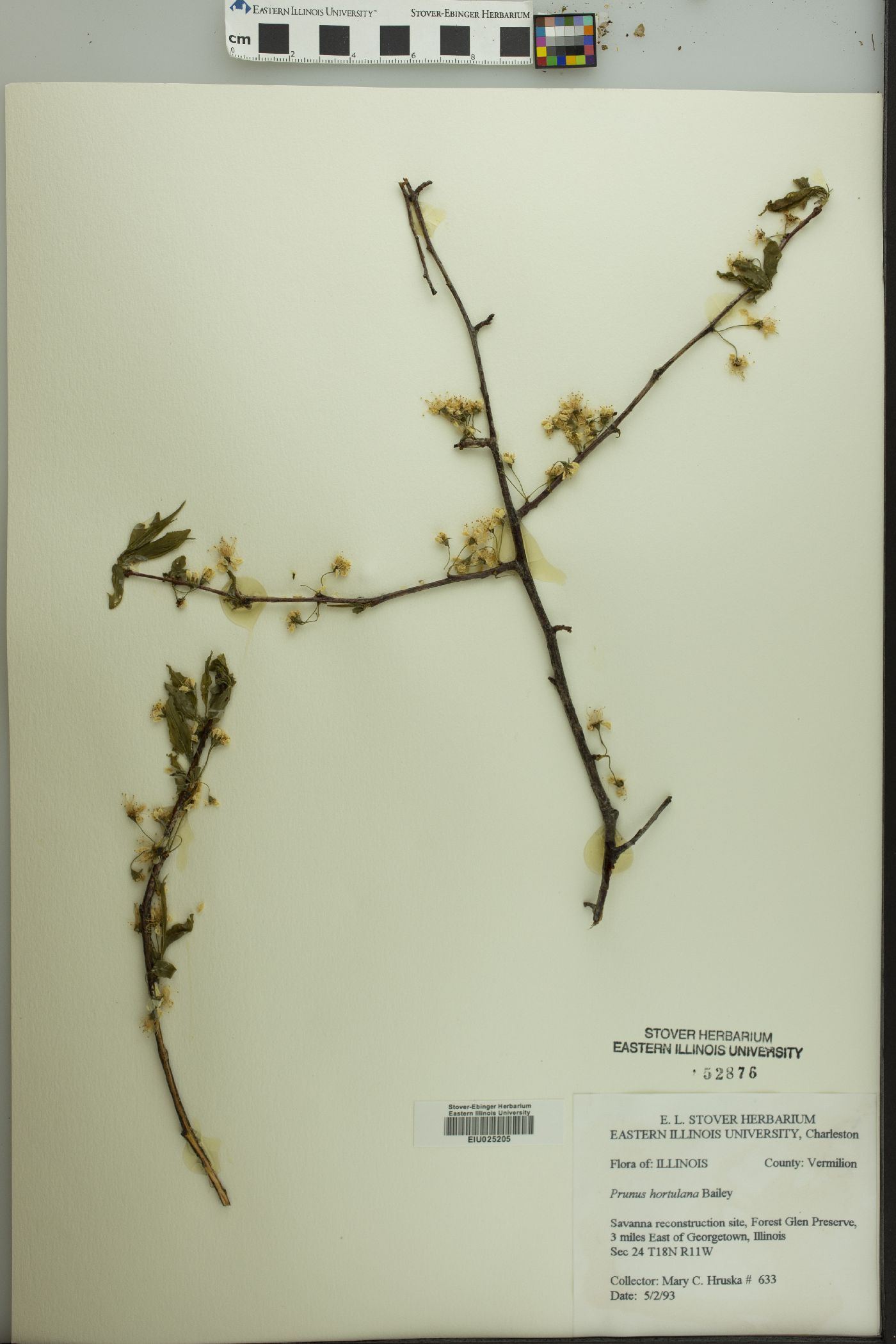 Prunus hortulana image