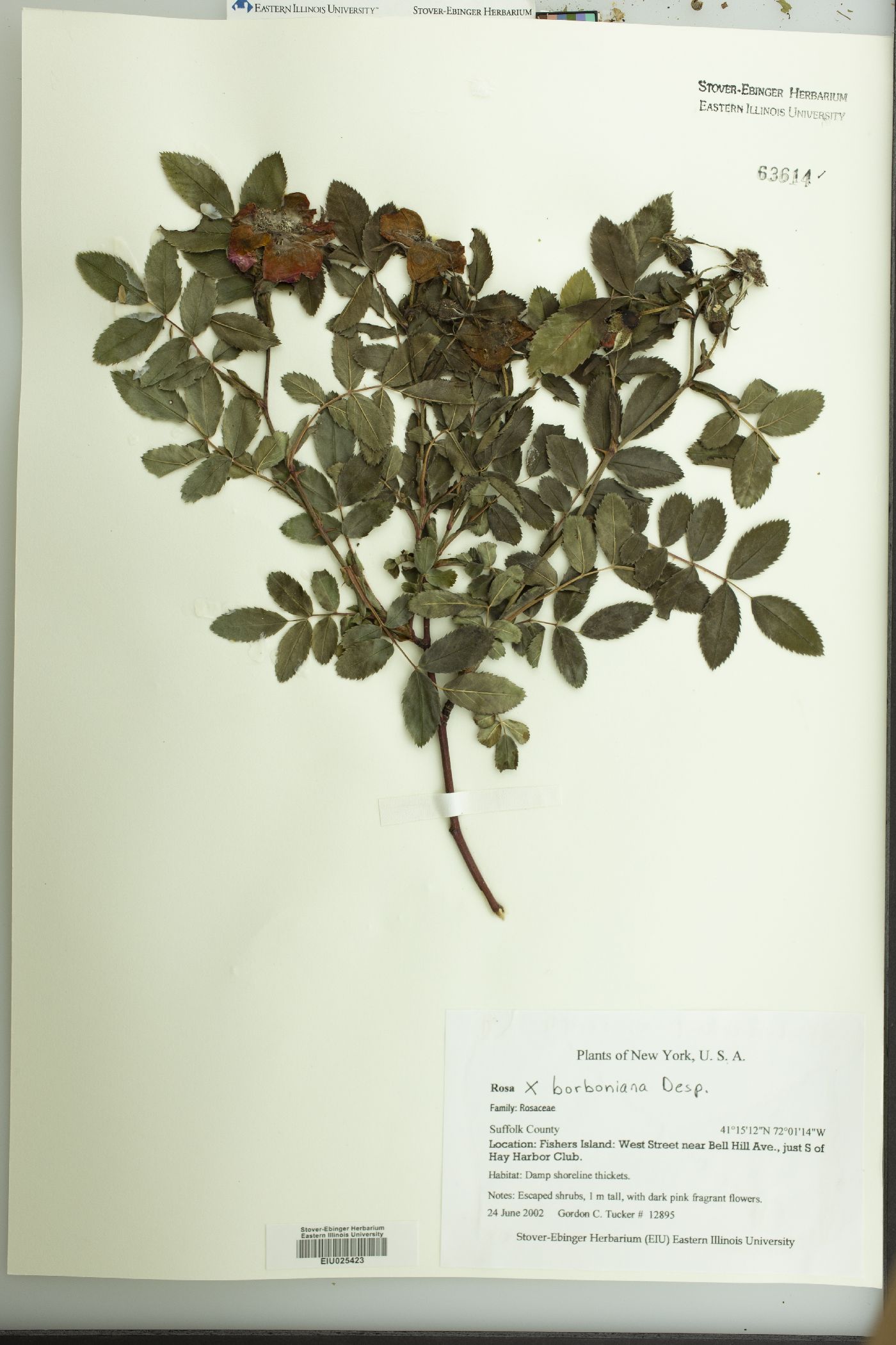 Rosa x borboniana image