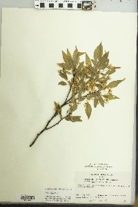 Prunus hortulana image