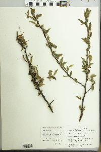 Prunus hortulana image