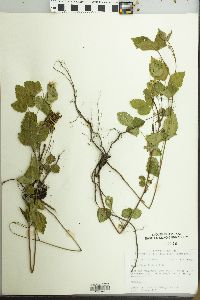 Rubus flagellaris image