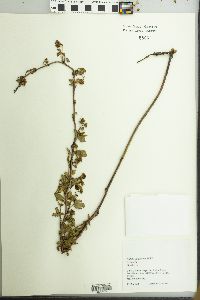 Rubus flagellaris image