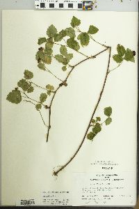 Rubus flagellaris image