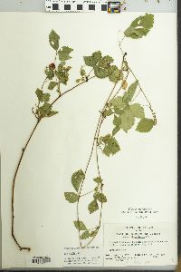 Rubus flagellaris image