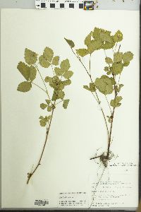 Rubus flagellaris image