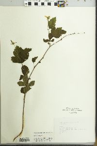 Rubus flagellaris image