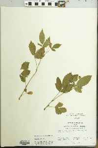 Rubus flagellaris image