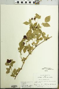 Rubus flagellaris image