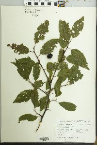 Prunus mexicana image