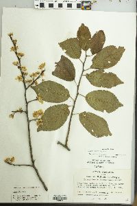 Prunus mexicana image