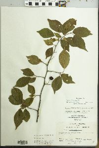 Prunus mexicana image