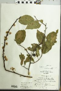 Prunus mexicana image