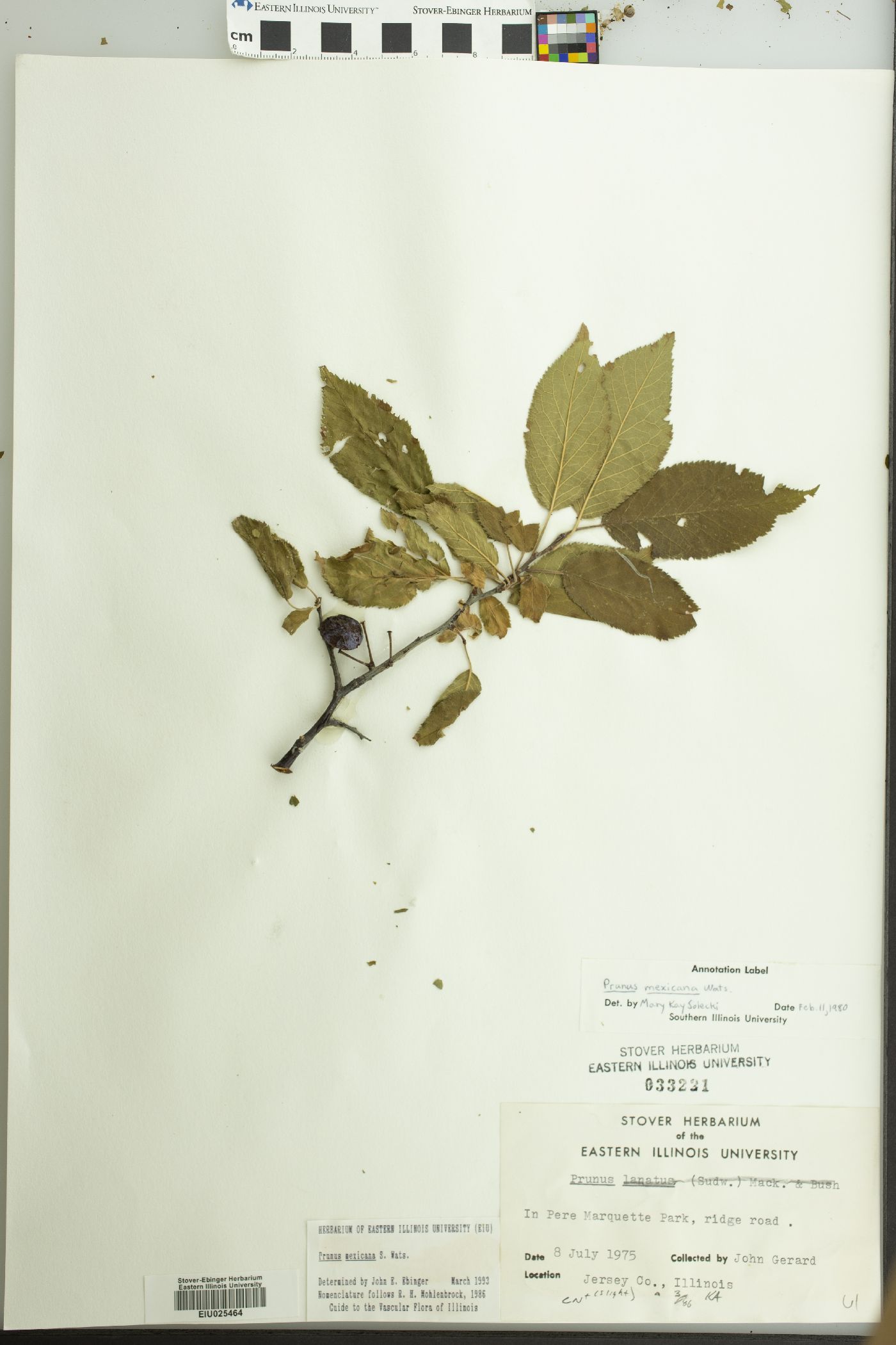 Prunus mexicana var. flutonensis image