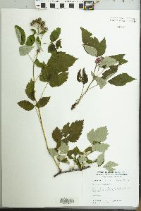 Rubus occidentalis image