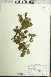 Rubus occidentalis image