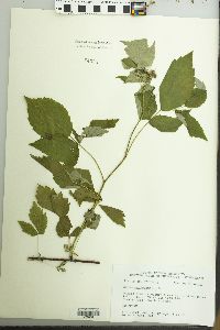 Rubus occidentalis image