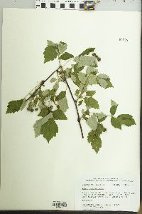 Rubus occidentalis image