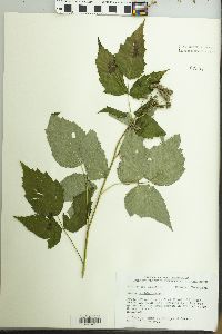 Rubus occidentalis image