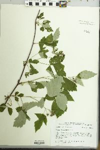 Rubus occidentalis image