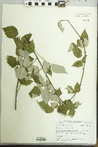 Rubus occidentalis image