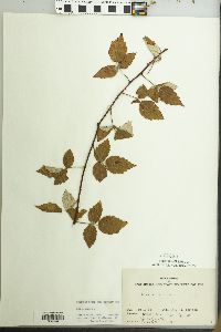 Rubus occidentalis image