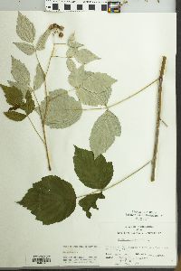 Rubus occidentalis image