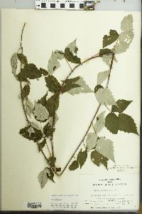 Rubus occidentalis image