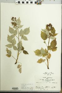 Rubus occidentalis image