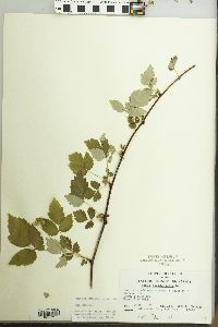 Rubus occidentalis image