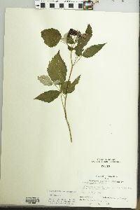 Rubus occidentalis image