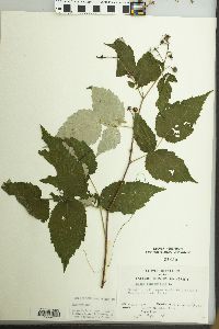 Rubus occidentalis image