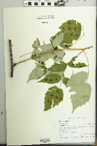 Rubus occidentalis image