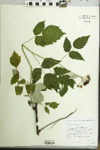 Rubus occidentalis image