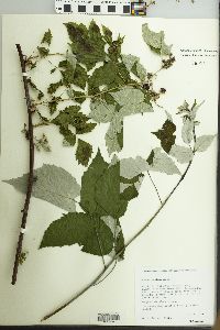 Rubus occidentalis image