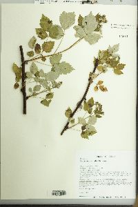 Rubus occidentalis image