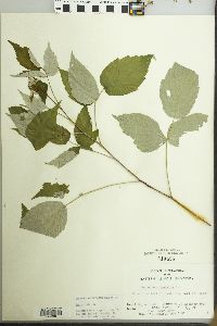 Rubus occidentalis image