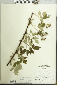 Rubus occidentalis image