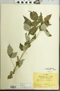 Rubus occidentalis image