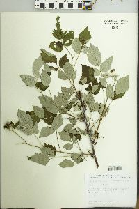 Rubus occidentalis image