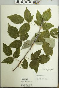 Rubus occidentalis image