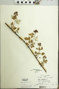 Rubus occidentalis image