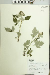 Rubus occidentalis image