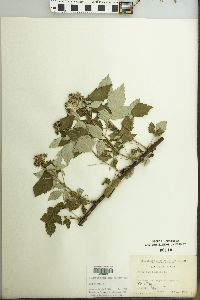 Rubus occidentalis image