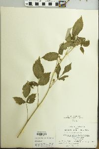 Rubus occidentalis image