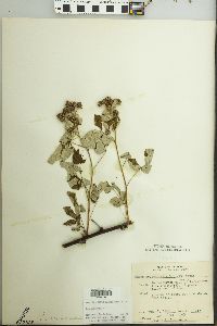 Rubus occidentalis image