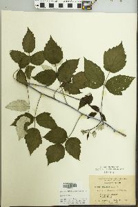 Rubus occidentalis image