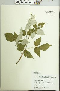 Rubus occidentalis image