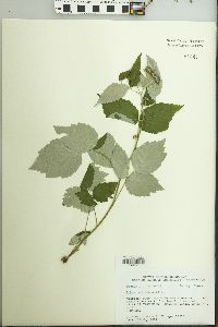 Rubus occidentalis image